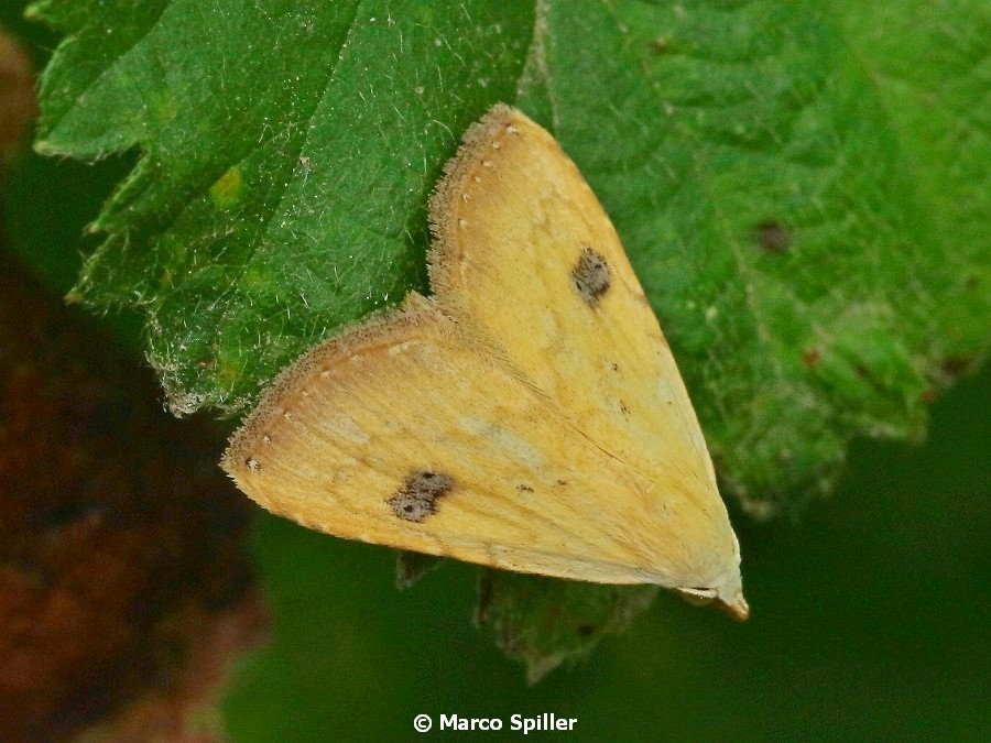 Rivula sericealis (Erebidae)
